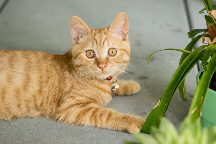Welke planten zijn giftig voor katten?