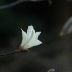 Gezonde groei en prachtige bloei: alles over oleander snoeien