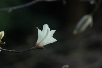 Gezonde groei en prachtige bloei: alles over oleander snoeien