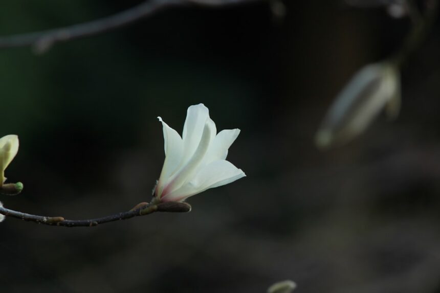 Gezonde groei en prachtige bloei: alles over oleander snoeien