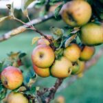 Appelboom snoeien: het juiste moment en praktische tips
