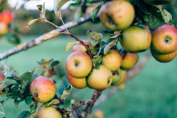 Appelboom snoeien: het juiste moment en praktische tips
